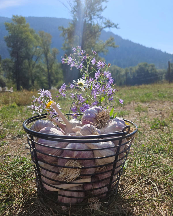 CULINARY Organic Garlic All Varieties Mixed Size